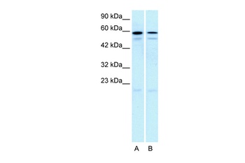 HTR2C Antibody