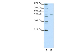 HTR1A Antibody