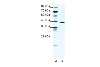 GABRP Antibody