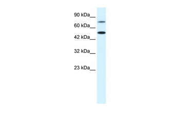 CHML Antibody