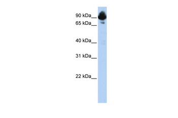 RGS3 Antibody