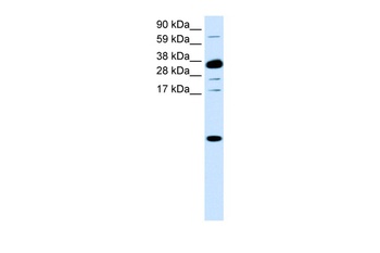 CXCL1 Antibody