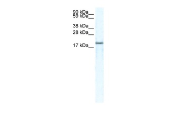 CXCL14 Antibody