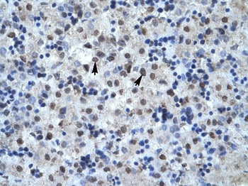 MAPK14 Antibody