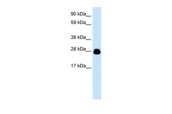 YWHAH Antibody