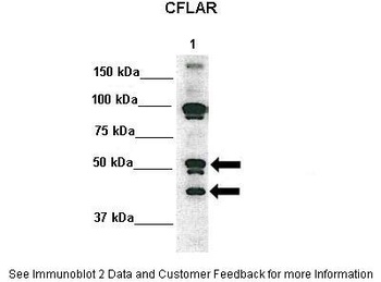 CFLAR Antibody