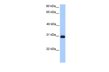 HAGH Antibody