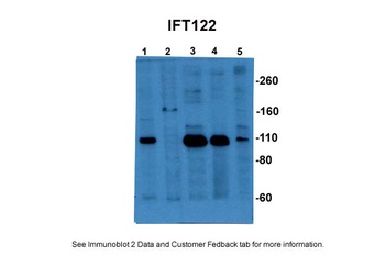 IFT122 Antibody