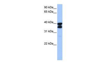 SLC25A31 Antibody