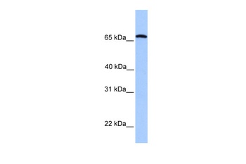 CCIN Antibody