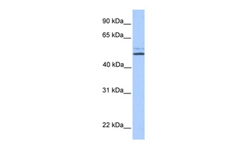 SLC9B2 Antibody