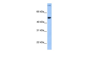 CCDC50 Antibody