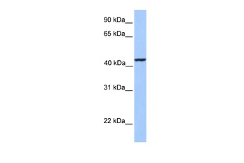 KLC3 Antibody