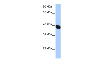 NEURL2 Antibody