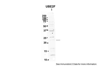 UBE2F Antibody