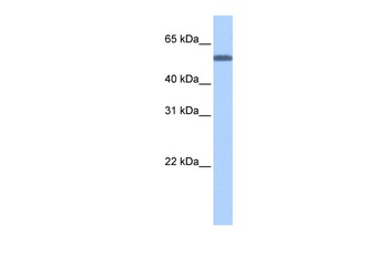 TOE1 Antibody