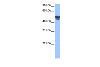 WASF3 Antibody