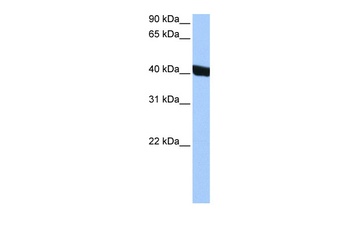 CHI3L1 Antibody