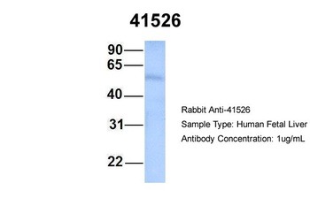 Septin 9 Antibody