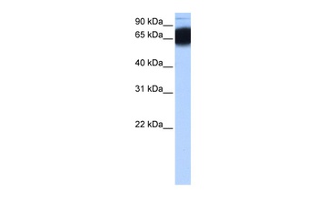 ZNF90 Antibody