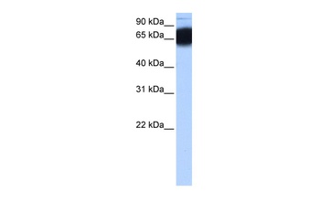 ZNF90 Antibody