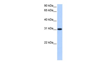TNRC18P2 Antibody
