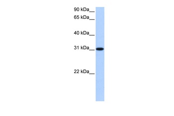 TNRC18 Antibody