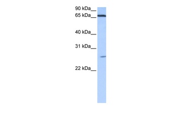 DKFZp686E2433 Antibody