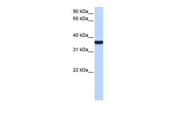TP53I13 Antibody