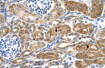 NEDD9 Antibody