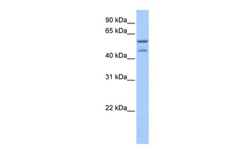 ZSCAN5C Antibody