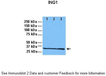 ING1 Antibody