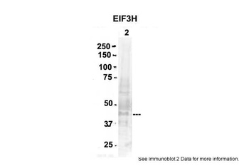 EIF3H Antibody