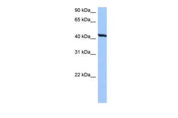 TMEM118 Antibody