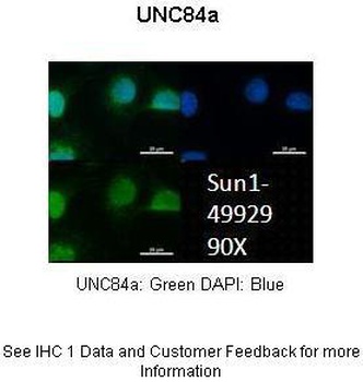 UNC84A Antibody