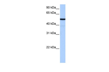 BTNL8 Antibody