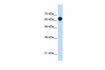 GTDC2 Antibody