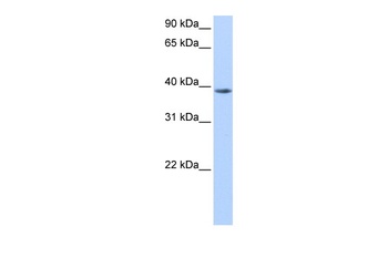 NUDT13 Antibody
