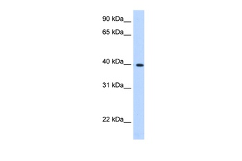 LIAS Antibody