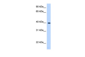 LIAS Antibody