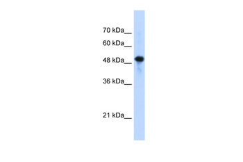 Septin 10 Antibody