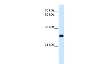 ANTP Antibody