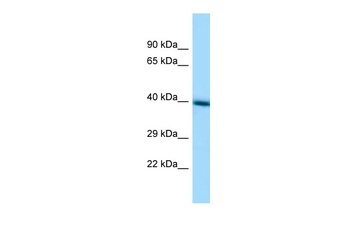 TMEM30A Antibody