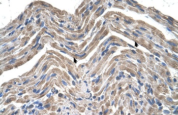 NPTN Antibody