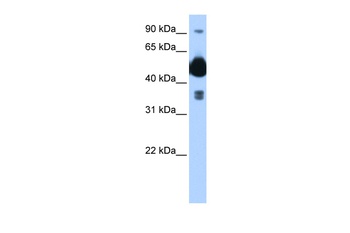 FICD Antibody