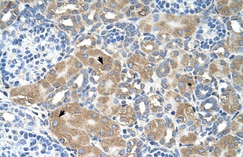 LMAN2 Antibody