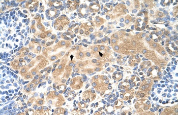 TSPAN5 Antibody