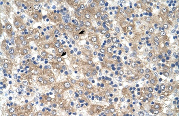 TSPAN32 Antibody