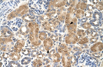 GPAA1 Antibody