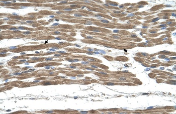 STIP1 Antibody